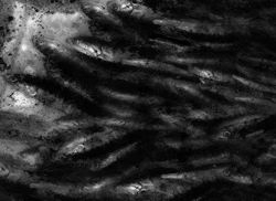 Untitled Series